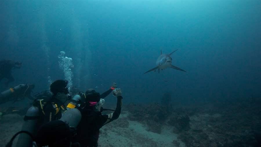 Malapascua Thresher Shark Dive
