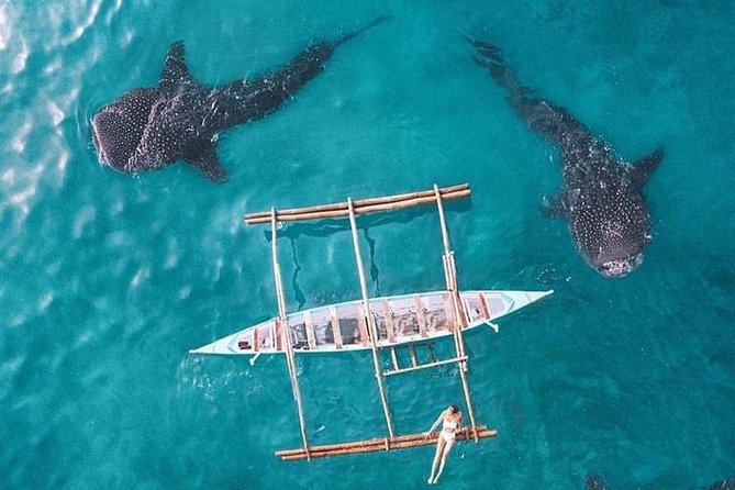 Whale Shark Watching & Tumalog Falls