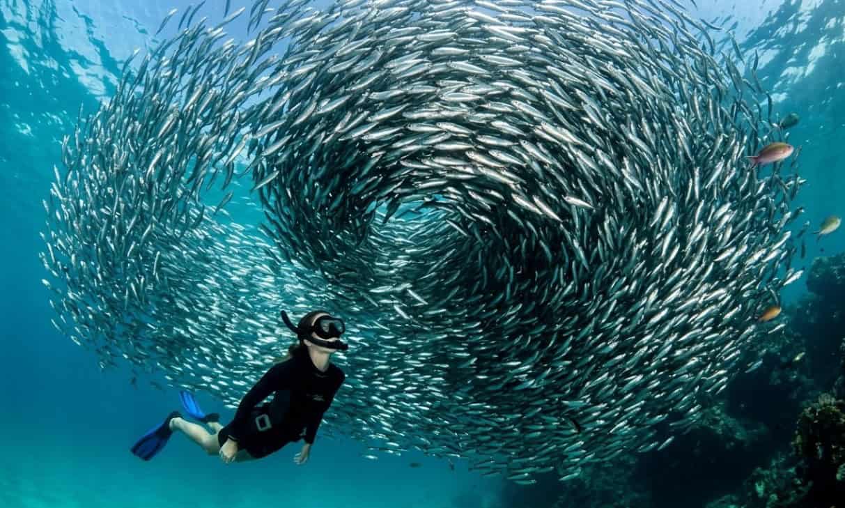 South Cebu Reef Diving